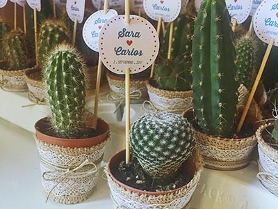 Mini cactus para regalar en tu boda